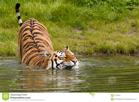 老虎照片 咸池 沐浴